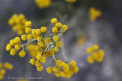 Tanacetum gracile